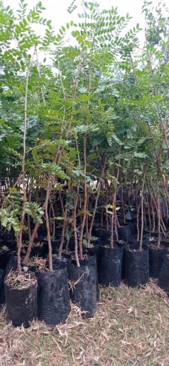 CONVENIO ENTRE MUNICIPIO Y CONAF PERMITE ENTREGAR ÁRBOLES NATIVOS A LA COMUNIDAD