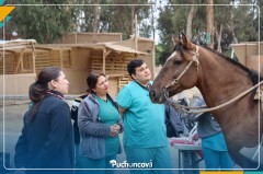 EXITOSA JORNADA DE ATENCIÓN SANITARIA EQUINA EN PUCHUNCAVÍ