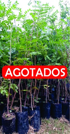 TODO UN ÉXITO RESULTÓ EL PROGRAMA DE ÁRBOLES NATIVOS