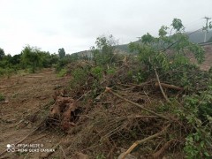 Municipio realizó nueva denuncia por tala de Bellotos del Norte en obras de nueva carretera