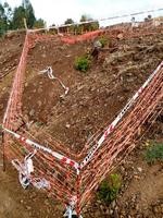 MUNICIPIO OFICIA A CONAF Y MINISTERIO DE OBRAS PÚBLICAS POR REBROTE DE BELLOTOS DEL NORTE EN RUTA F20