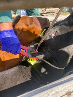 PRODESAL JUNTO AL SERVICIO AGRÍCOLA Y GANADERO DESARROLLAN IMPORTANTE OPERATIVO SANITARIO EN LA COMUNA