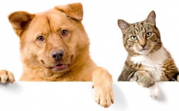 MUNICIPIO OFRECE MÁS DE 2 MIL CUPOS PARA ESTERILIZAR A MASCOTAS (PERROS Y GATOS)